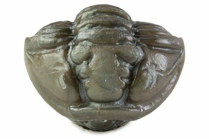 Wide Enrolled Flexicalymene Trilobite - Mt Orab, Ohio #375056